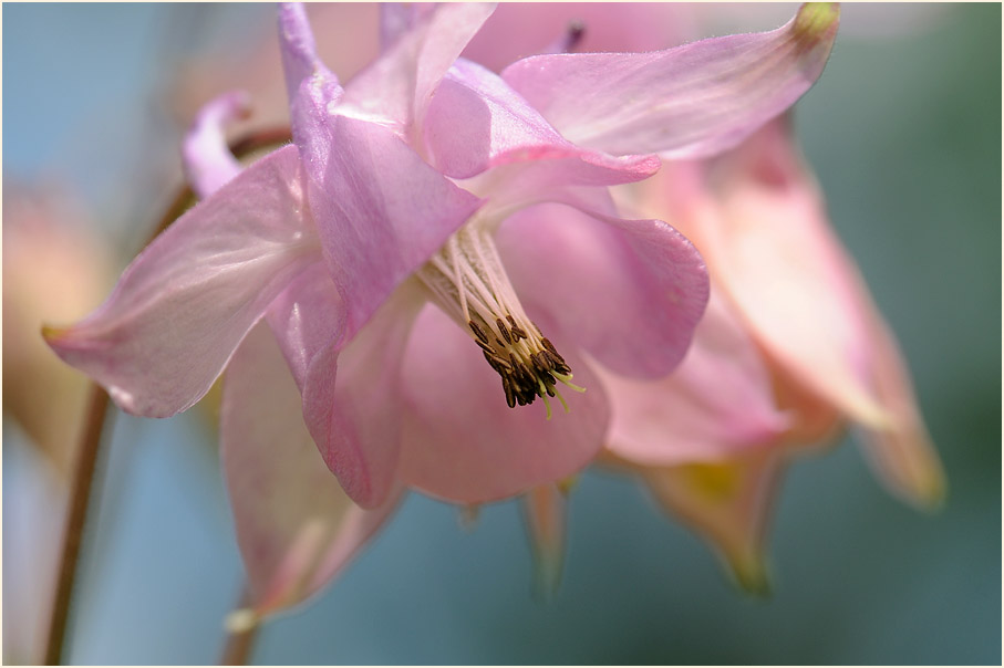 Akelei (Aquilegia)