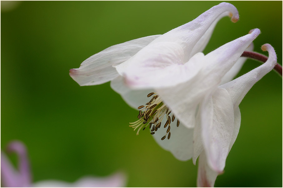 Akelei (Aquilegia)