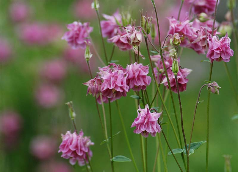 Akelei (Aquilegia)