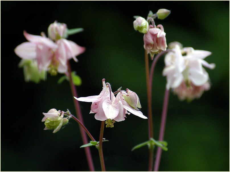 Akelei (Aquilegia)