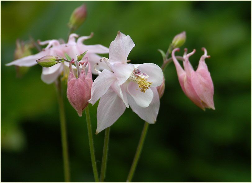 Akelei (Aquilegia)