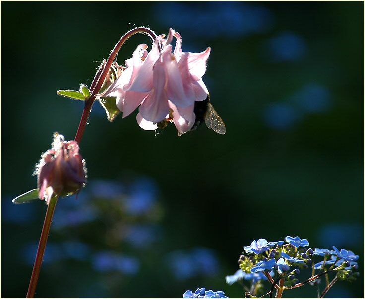 Akelei (Aquilegia)