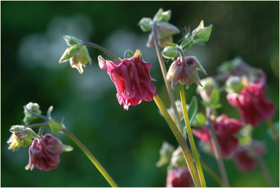 Akelei (Aquilegia)