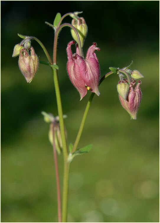 Akelei (Aquilegia)