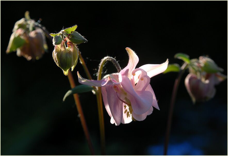 Akelei (Aquilegia)