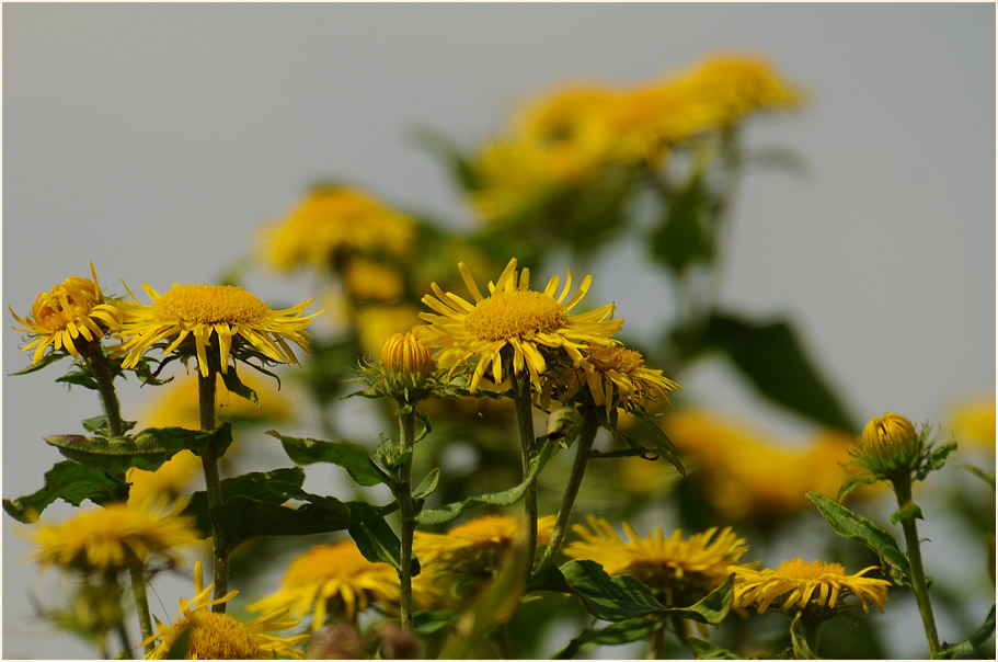 Wiesen-Alant (Inula britannica)