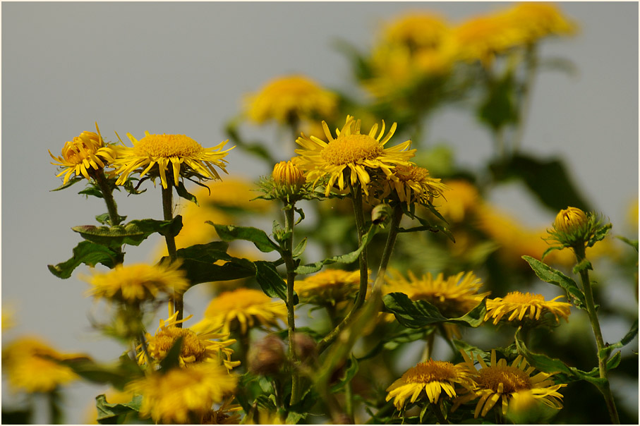 Wiesen-Alant (Inula britannica)