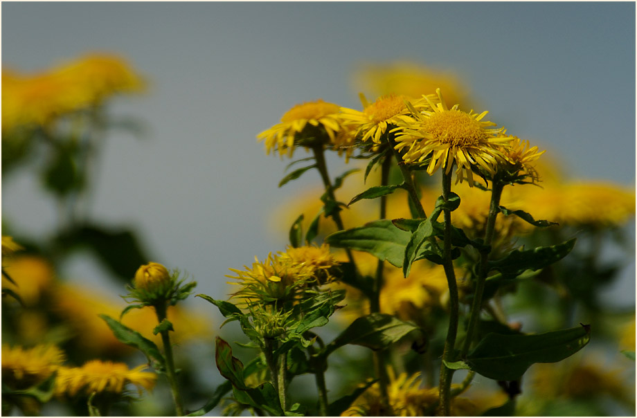 Wiesen-Alant (Inula britannica)