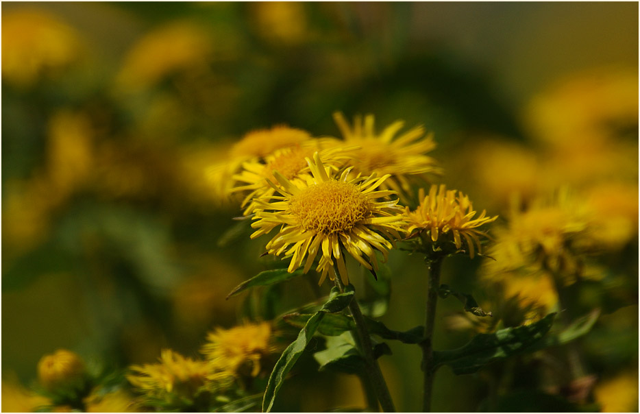 Wiesen-Alant (Inula britannica)