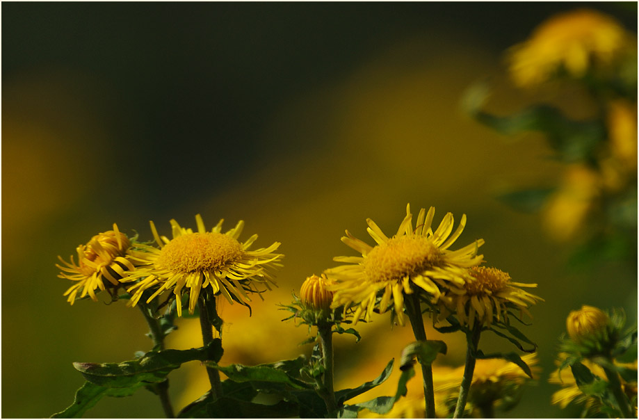 Wiesen-Alant (Inula britannica)