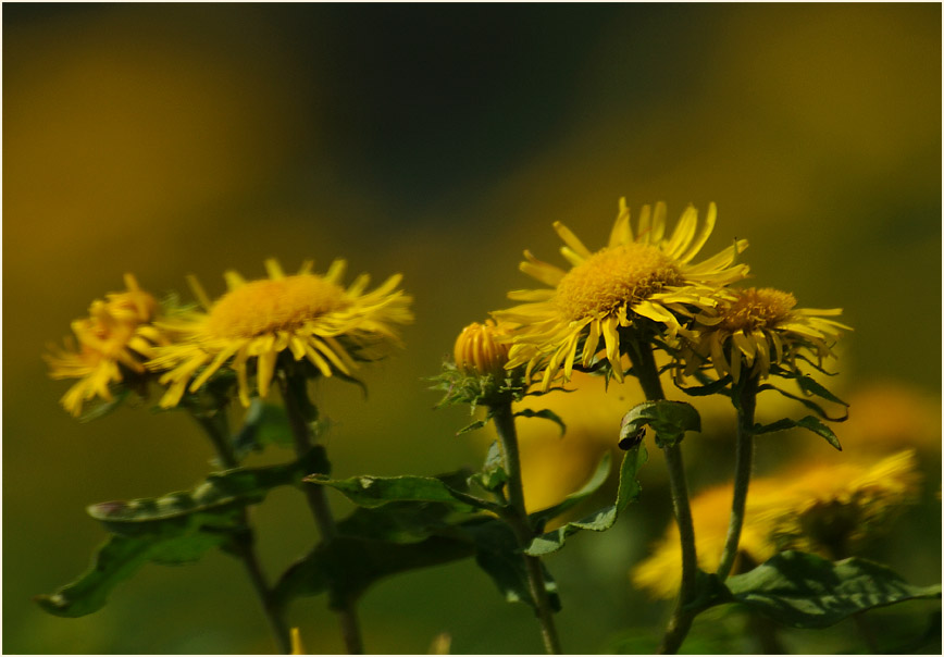 Wiesen-Alant (Inula britannica)