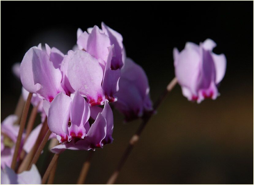 Alpenveilchen (Cyclamen)