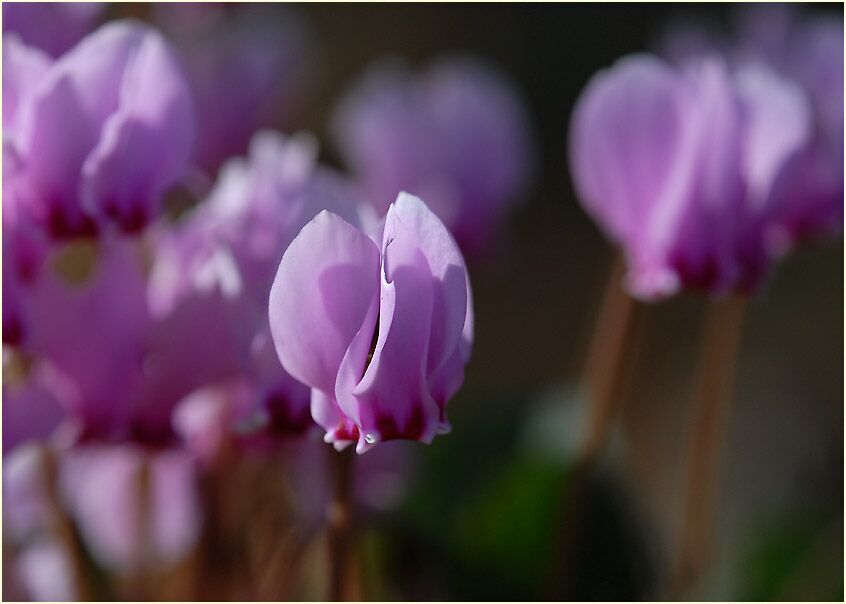 Alpenveilchen (Cyclamen)