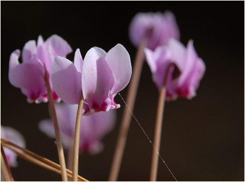 Alpenveilchen (Cyclamen)