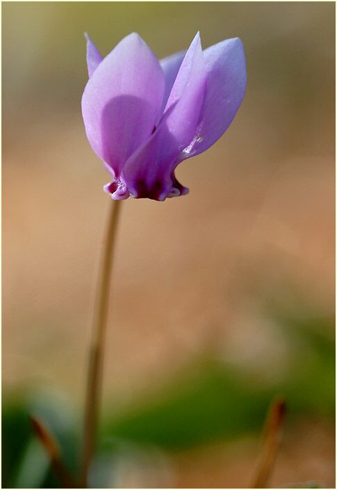 Alpenveilchen (Cyclamen)