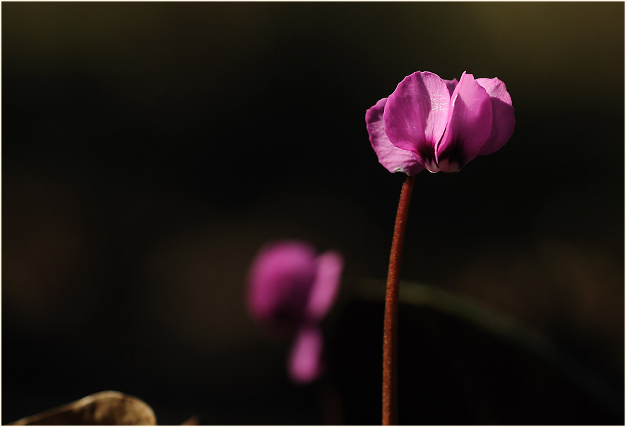 Alpenveilchen (Cyclamen)