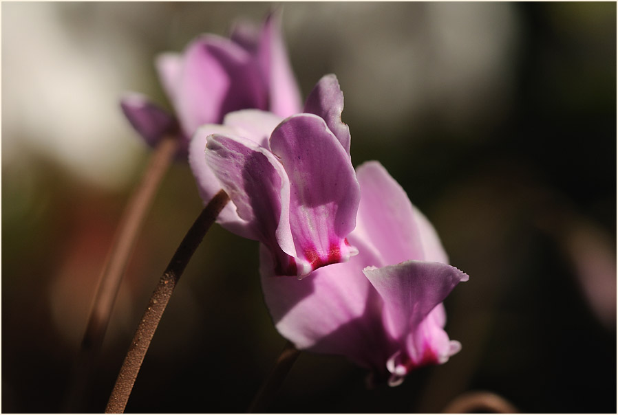 Alpenveilchen (Cyclamen)