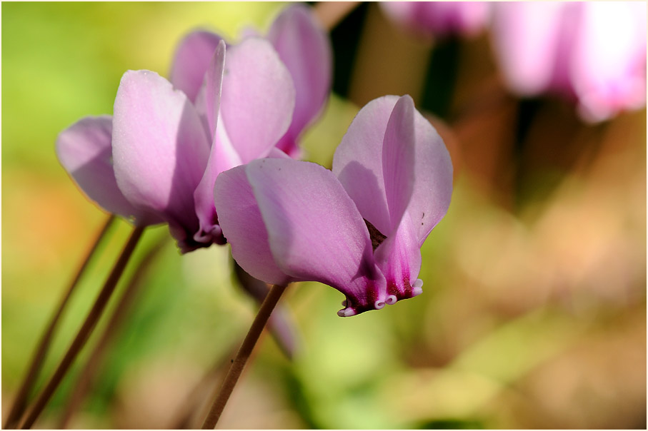 Alpenveilchen (Cyclamen)