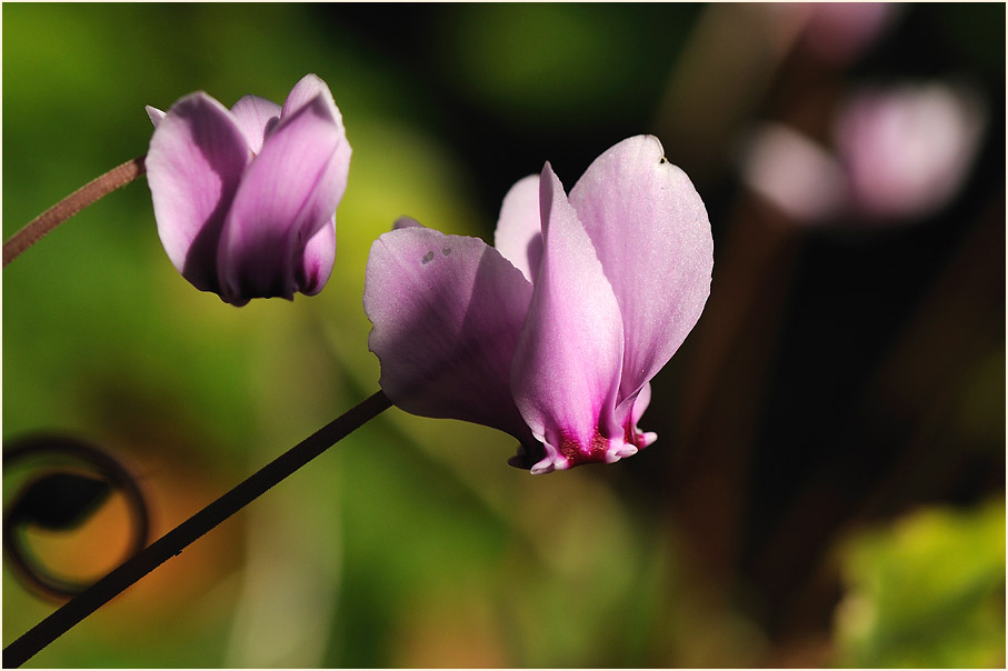 Alpenveilchen (Cyclamen)