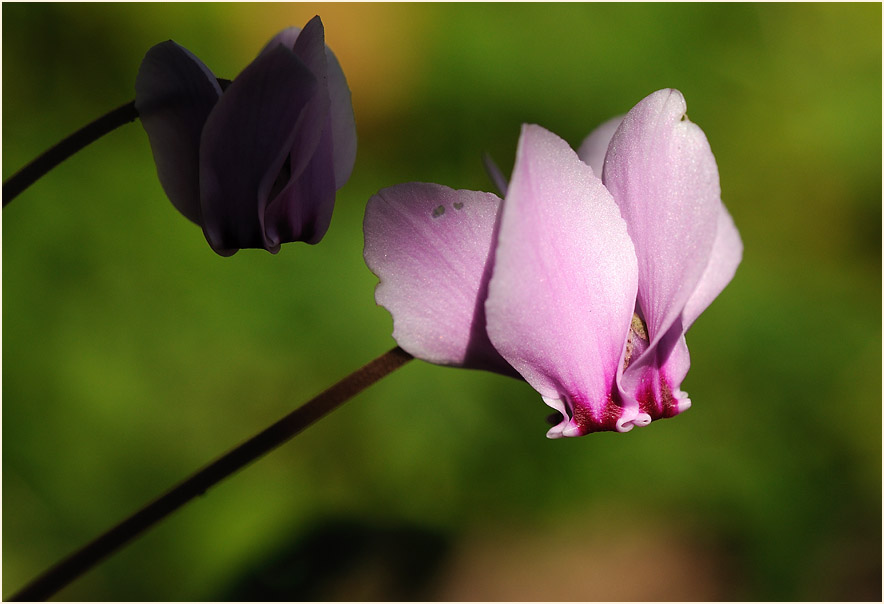 Alpenveilchen (Cyclamen)