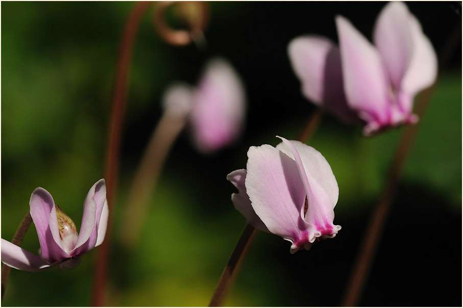 Alpenveilchen (Cyclamen)