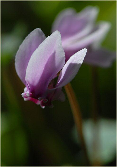 Alpenveilchen (Cyclamen)