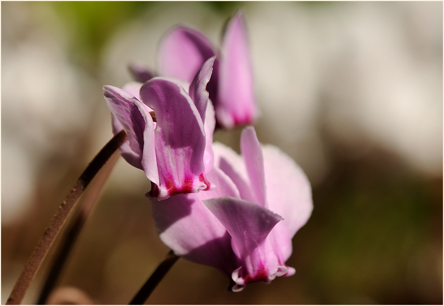 Alpenveilchen (Cyclamen)