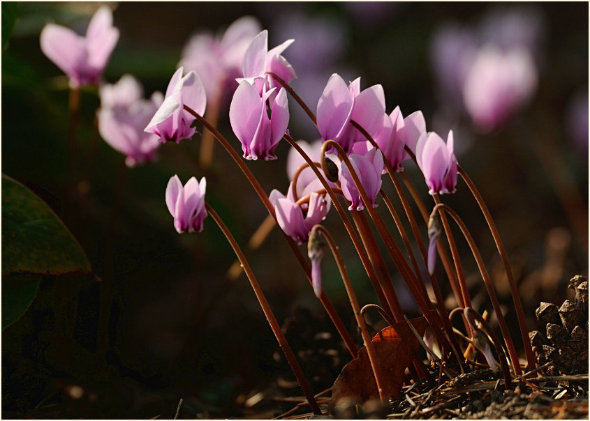 Alpenveilchen (Cyclamen)