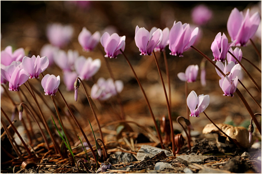 Alpenveilchen (Cyclamen)