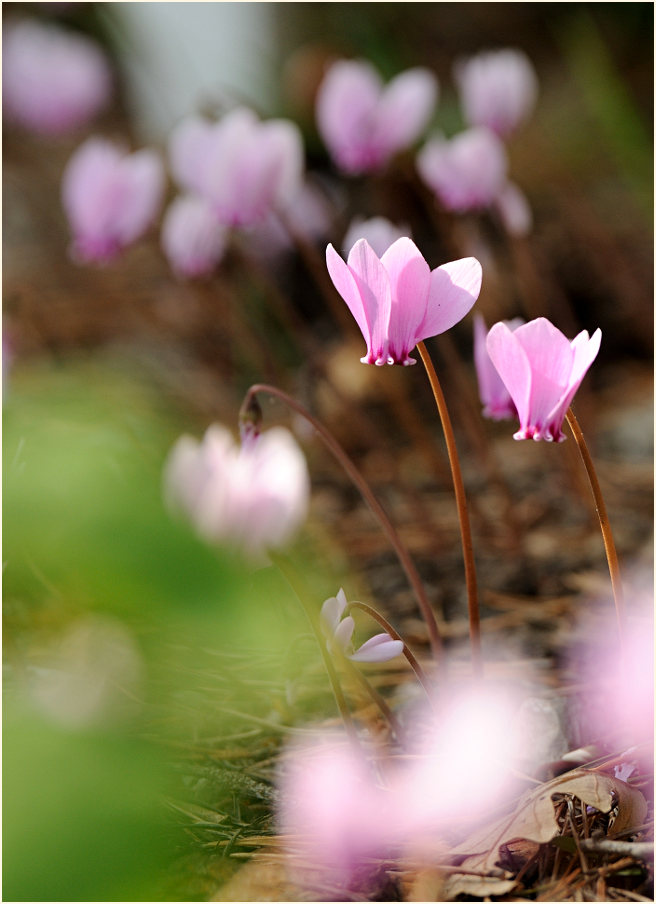 Alpenveilchen (Cyclamen)