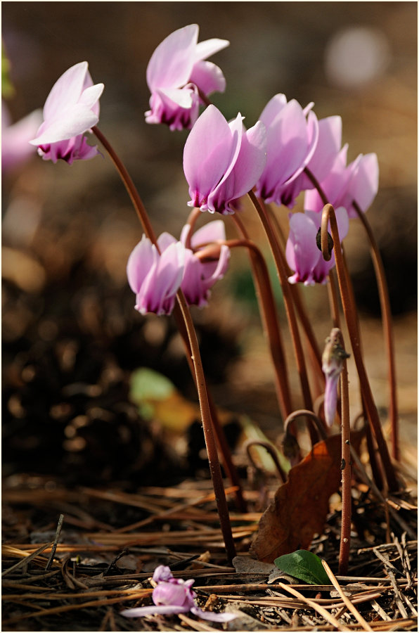 Alpenveilchen (Cyclamen)