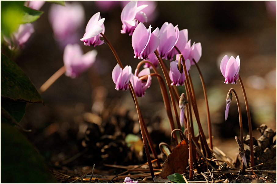 Alpenveilchen (Cyclamen)