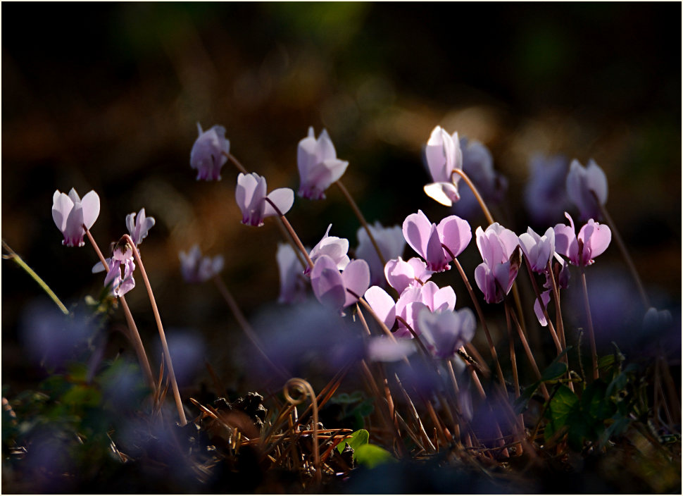 Alpenveilchen (Cyclamen)