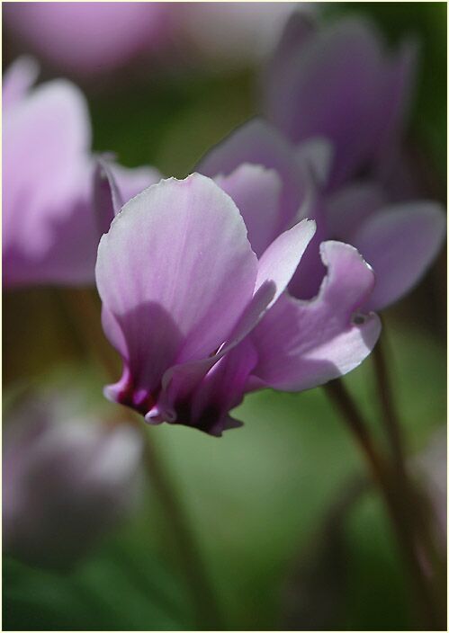 Alpenveilchen (Cyclamen)