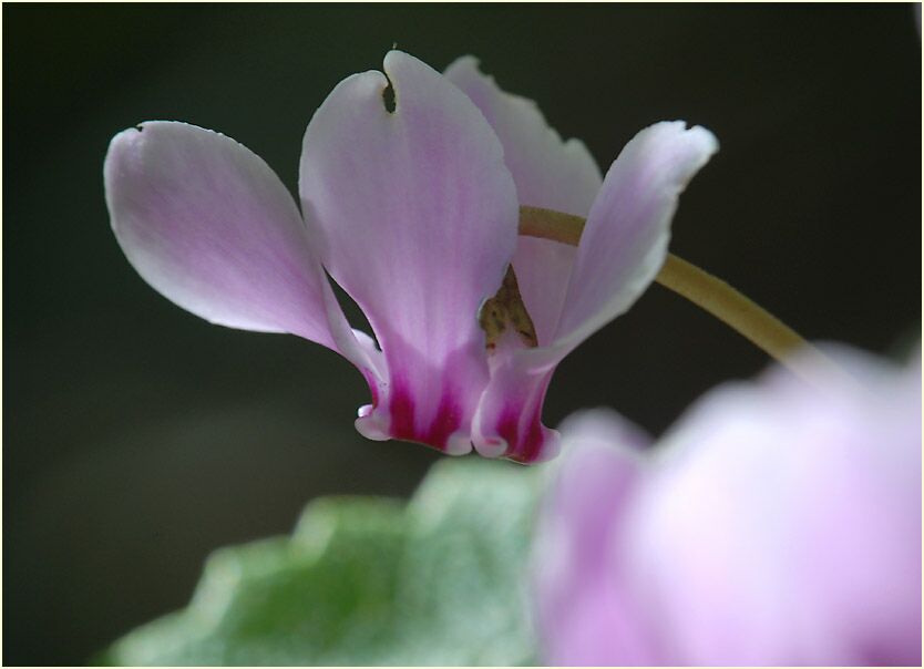 Alpenveilchen (Cyclamen)