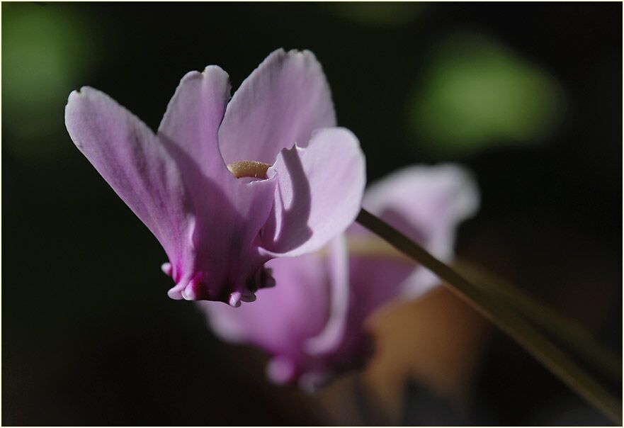 Alpenveilchen (Cyclamen)