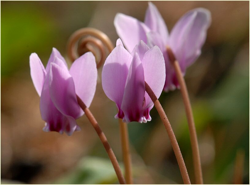 Alpenveilchen (Cyclamen)