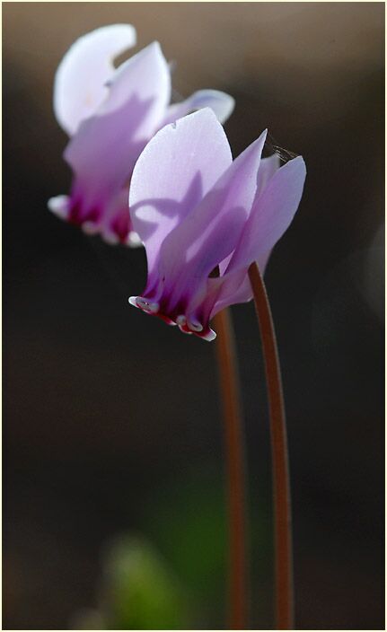 Alpenveilchen (Cyclamen)