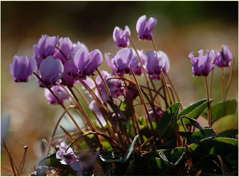 Alpenveilchen (Cyclamen)