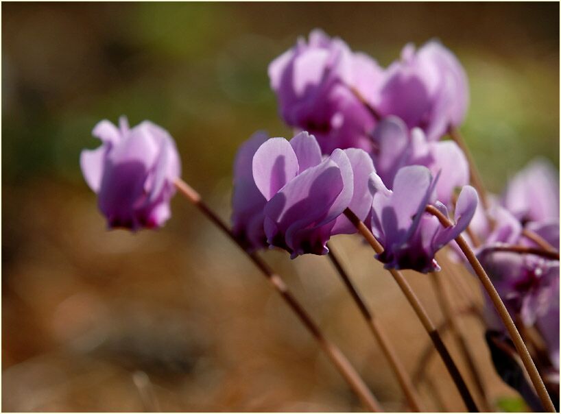 Alpenveilchen (Cyclamen)