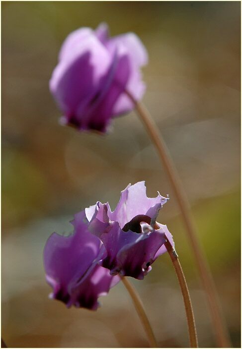 Alpenveilchen (Cyclamen)