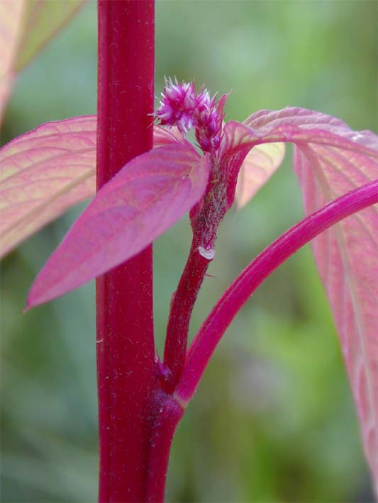 Fuchsschwanz (Amaranthus)