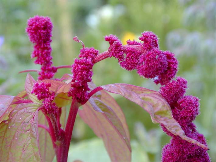 Fuchsschwanz (Amaranthus)