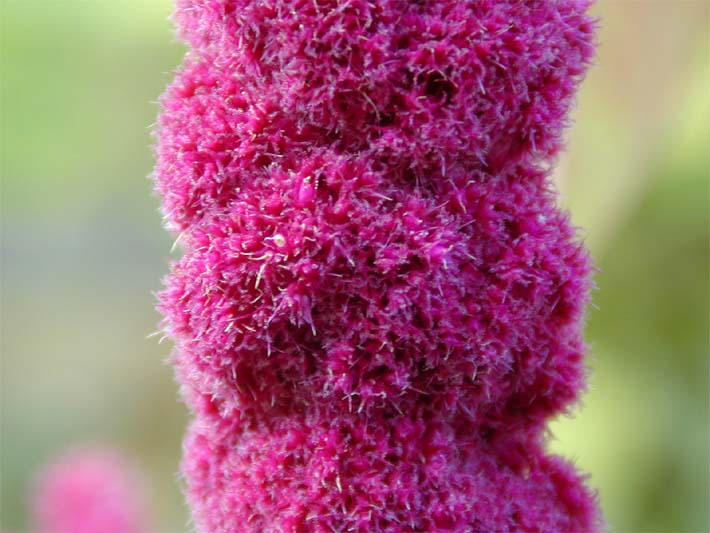 Fuchsschwanz (Amaranthus)