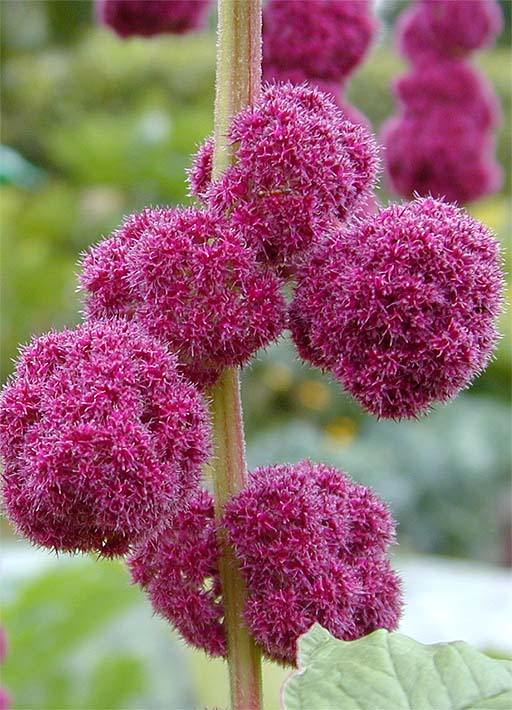 Fuchsschwanz (Amaranthus)