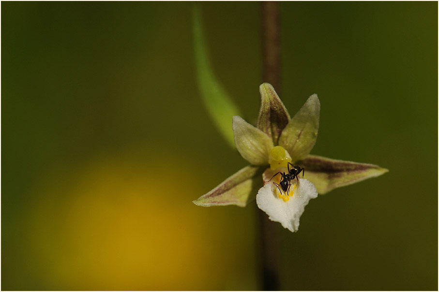 Ameise auf einer Bl&uuml;te der Sumpfstendelwurz