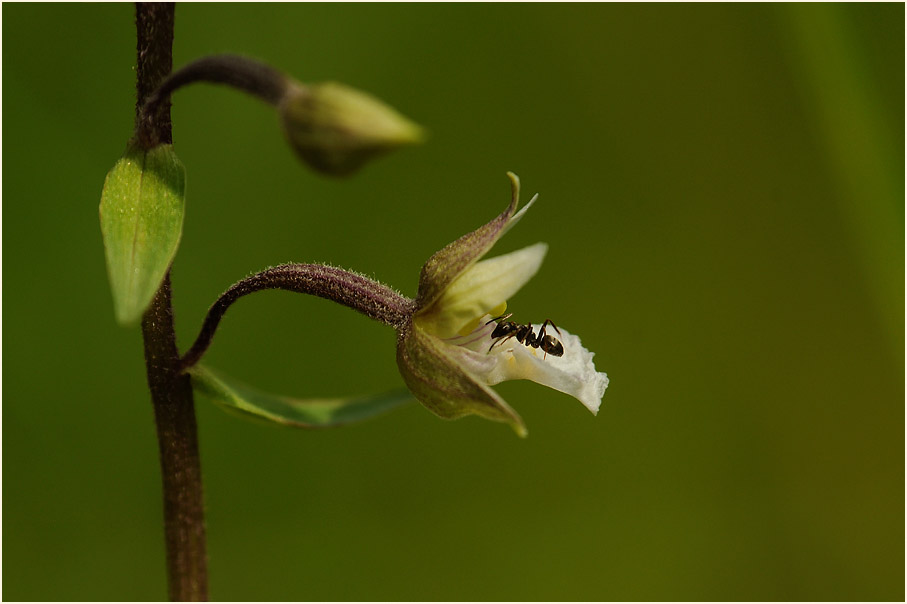 Ameise auf einer Blüte der Sumpfstendelwurz