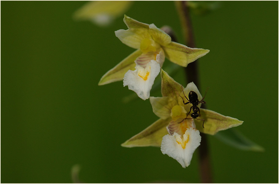 Ameise auf einer Bl&uuml;te der Sumpfstendelwurz