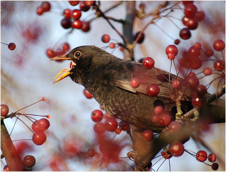 Amsel