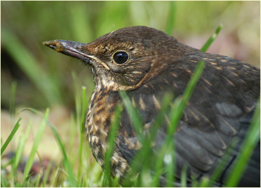 Amsel